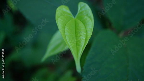 Fototapeta 緑のハート