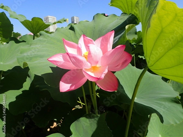 Obraz 鮮やかなピンク色の「蓮の花」1輪