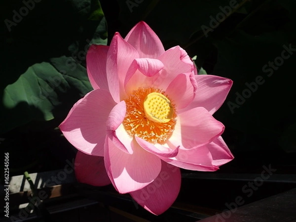 Obraz 鮮やかなピンク色の「蓮の花」1輪