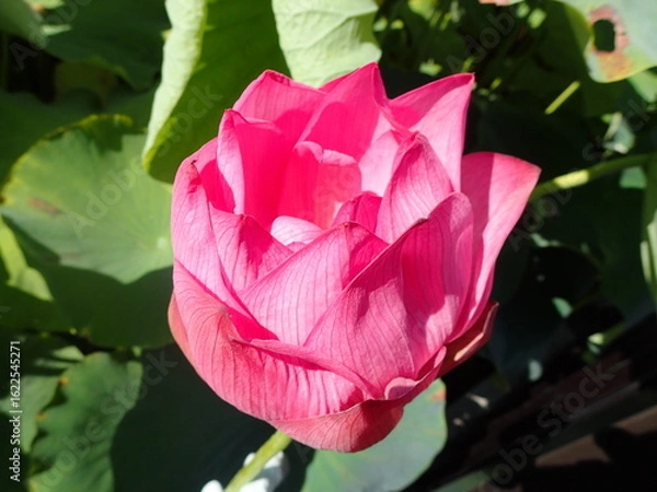 Obraz 鮮やかなピンク色の「蓮の花」1輪