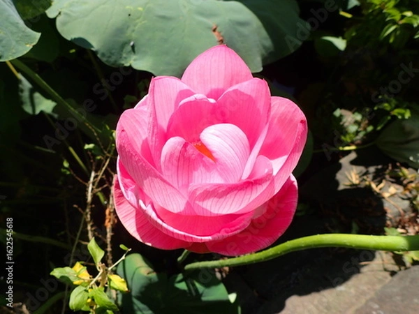 Obraz 鮮やかなピンク色の「蓮の花」1輪