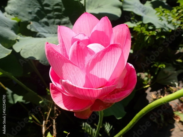 Obraz 鮮やかなピンク色の「蓮の花」1輪