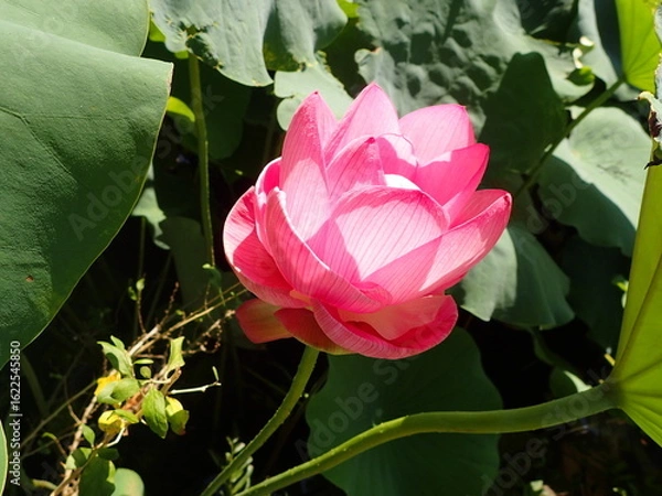 Obraz 鮮やかなピンク色の「蓮の花」1輪