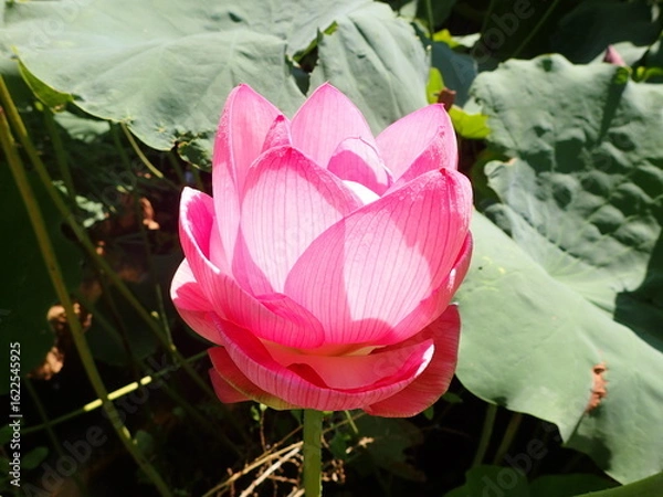 Obraz 鮮やかなピンク色の「蓮の花」1輪