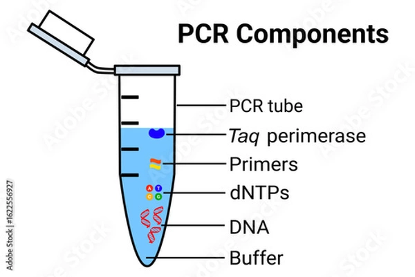 Obraz PCR components diagram vector illustration 