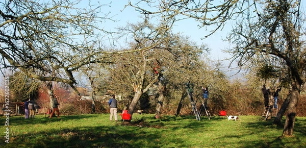 Obraz People pruning trees in an orchard