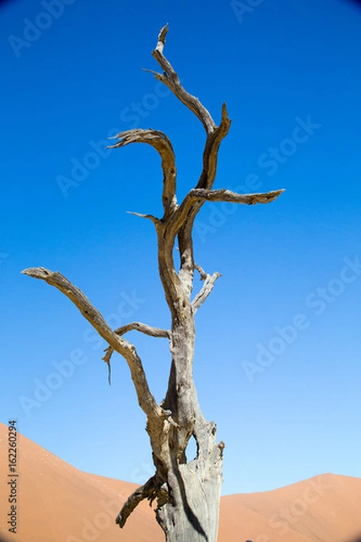 Fototapeta Dead tree in dunes