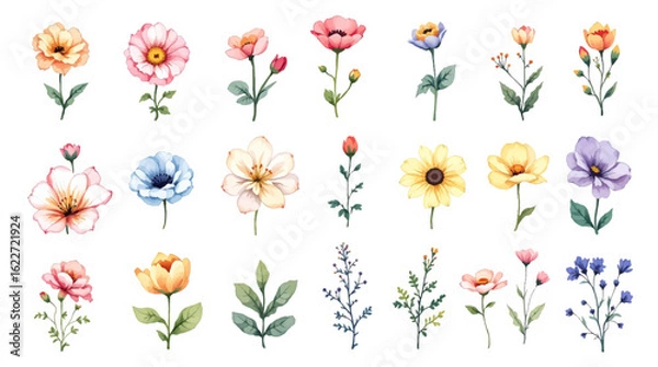 Fototapeta Set of flowers, Set of colorful floral elements