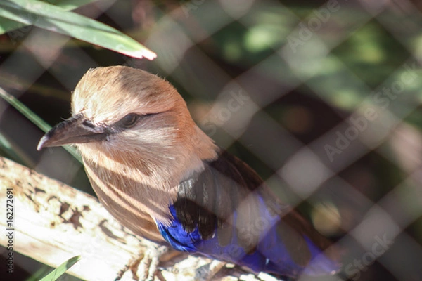 Obraz Resting Sparrow