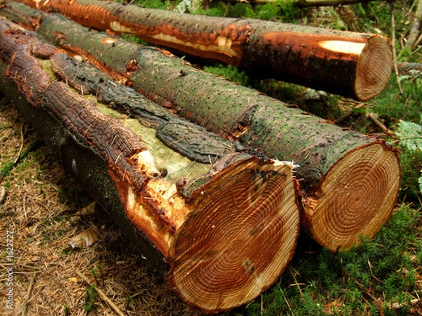 Obraz baumstämme
