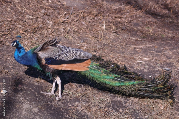 Obraz Peacock