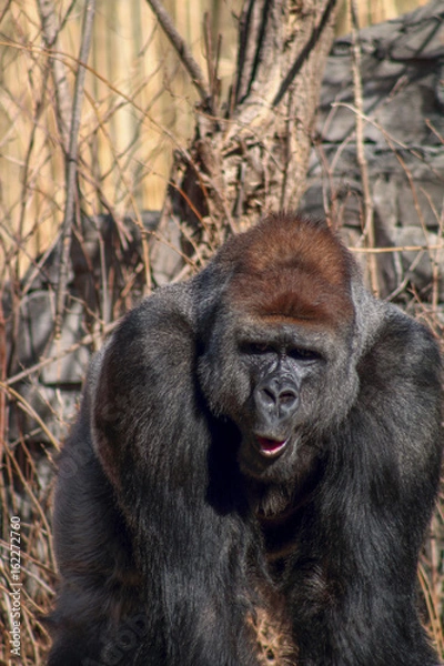 Obraz Silverback Gorilla