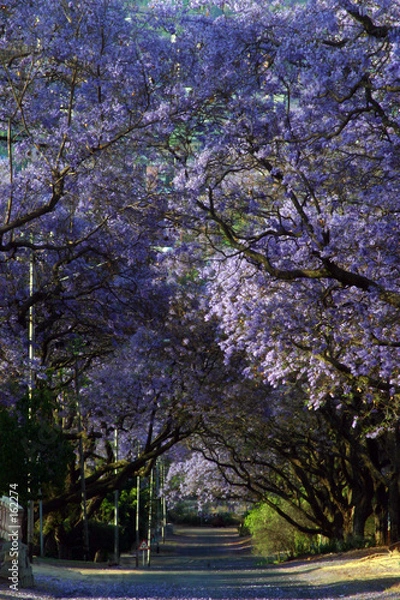 Obraz pas Jacarandy