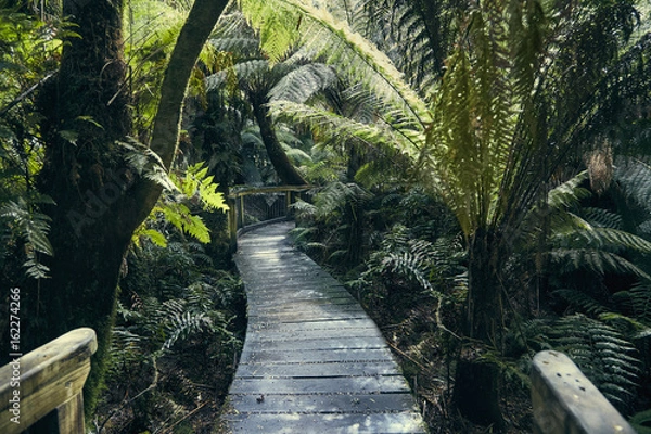 Fototapeta Pfad durch Regenwald