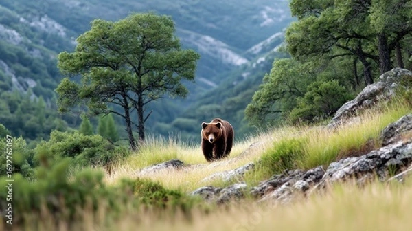 Obraz Bear in mountainous forest