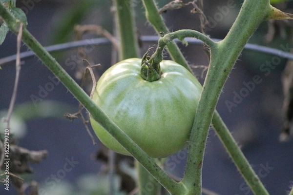 Obraz Green tomato