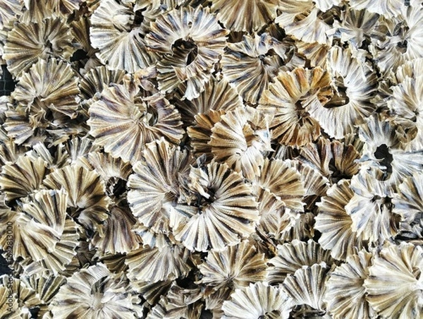 Obraz dried stingray prepared for cooking 