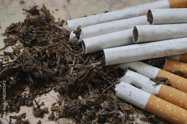 Fototapeta Close up image of several cigarettes partially unrolled, revealing loose tobacco alongside them on textured surface. scene highlights raw materials used in cigarette production