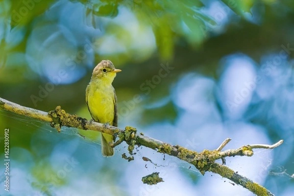 Obraz A icterine Warbler sits on a branch. Hippolais icterina. Wildlife scene from czech nature.  