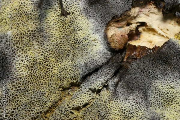 Fototapeta 青変と老成腐敗するミヤマイロガワリキノコ管孔部と柄アップ（アウトドアフィールドキノコ類マクロ撮影）