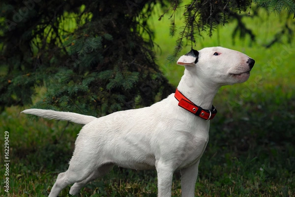 Fototapeta The bull terrier costs in a rack under a fir-tree