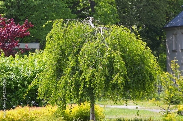 Fototapeta Weeping birch tree (Betula pendula 'Youngii') with lush green foliage in a landscaped summer garden, surrounded by ornamental shrubs and colorful greenery in natural sunlight