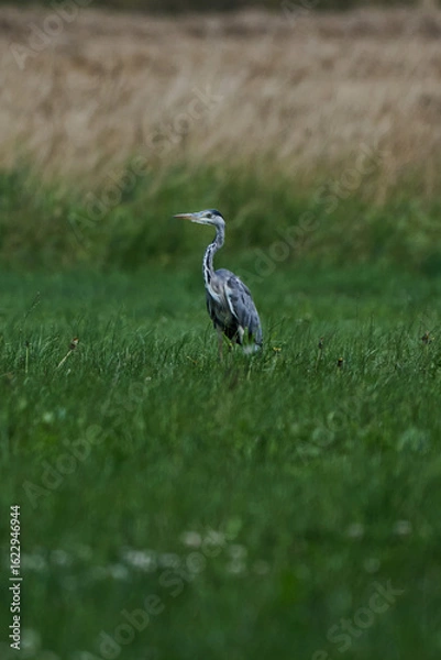 Obraz Graureiher auf einem Feld 