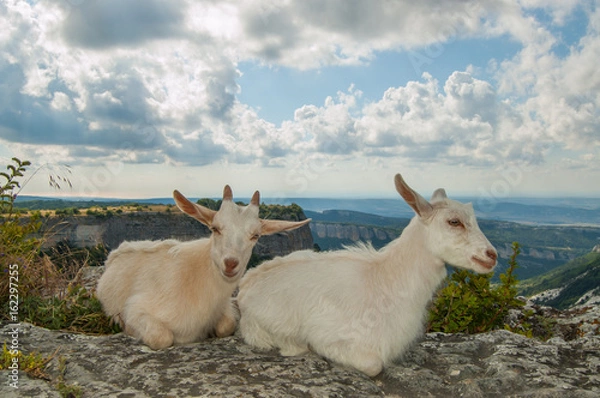Fototapeta Two goats on the top of the mountain
