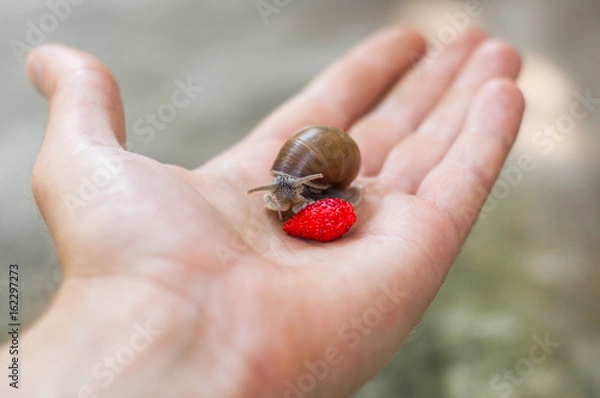 Fototapeta Snail's breakfast