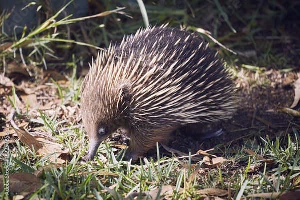 Fototapeta Echidna Ameisenigel