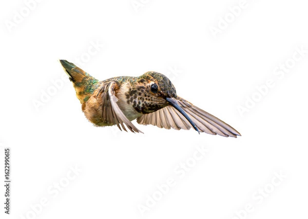 Obraz Allen's Hummingbird (Selasphorus sasin) Photo, in Flight, Over an Isolated Transparent PNG Background