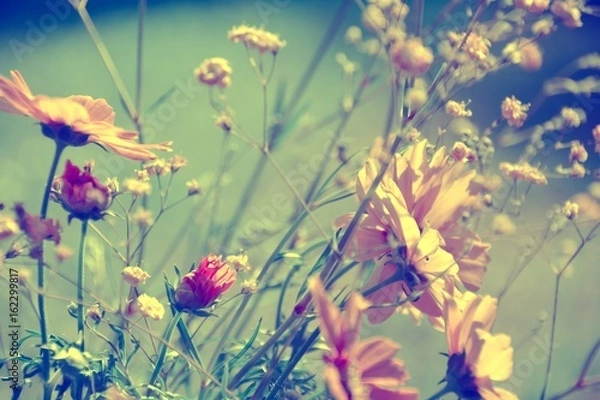 Fototapeta Grußkarte - Cosmea mit Schleierkraut