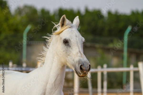 Obraz arabian horse