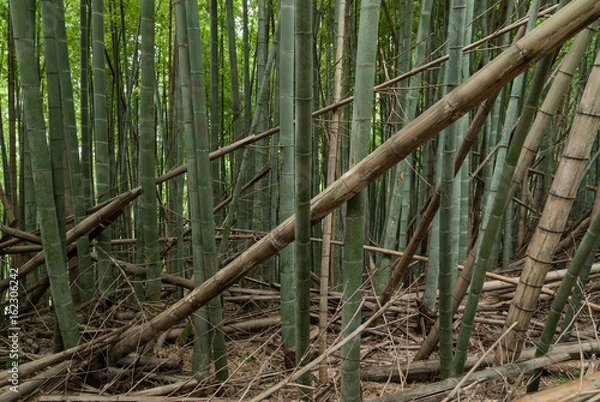 Obraz 放置されて荒れた竹林