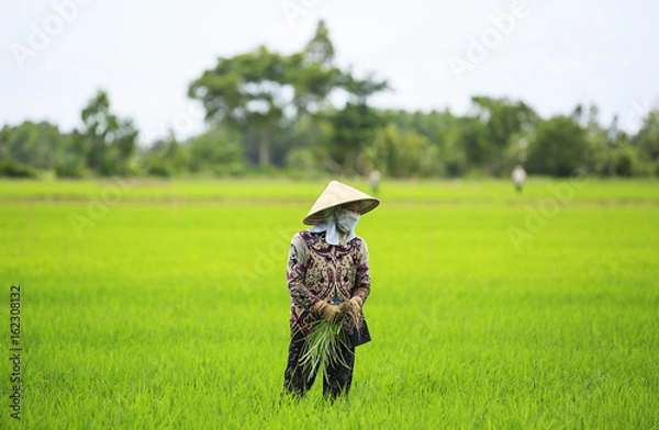 Fototapeta  Vietnamese Farmer in the Rice Field