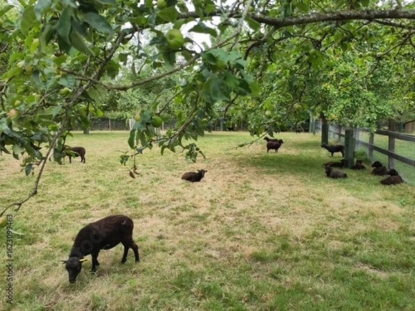 Obraz Les moutons d'Ouessant