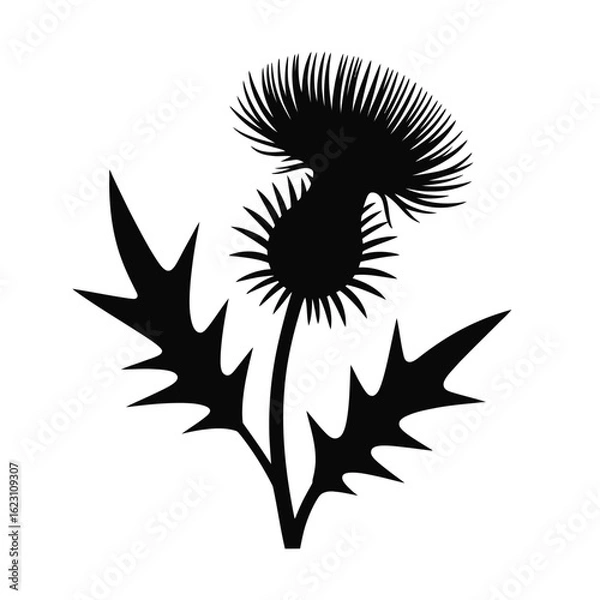 Fototapeta Black Thistle Silhouette on White Background Scottish Symbol and Icon