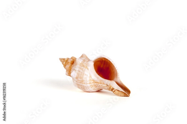 Fototapeta Seashells Isolated With Paths