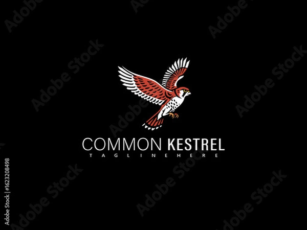 Fototapeta Vector illustration of a common kestrel in majestic flight with tail feathers fanned, rendered in elegant monochrome line art for branding, nature-focused prints, and wildlife identity assets.


