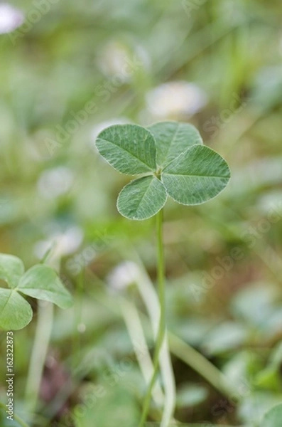 Obraz Four-leaf clover