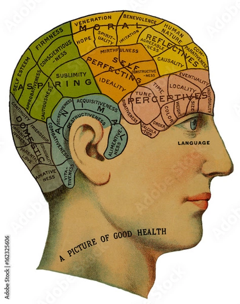 Obraz Phrenological head. Date: circa 1870