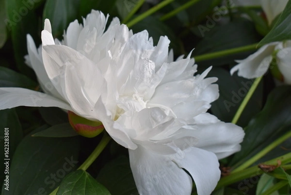 Obraz white peony flower