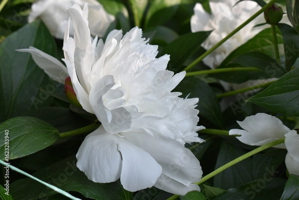 Obraz white peony flower