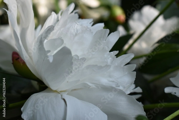 Obraz white peony flower