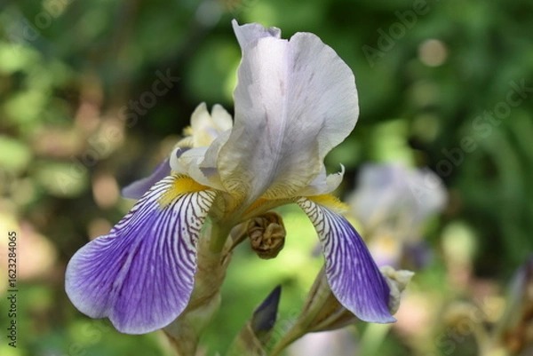 Obraz purple iris flower