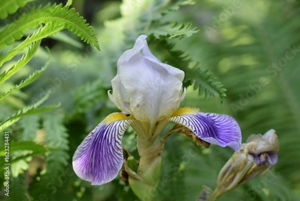Obraz purple iris flower