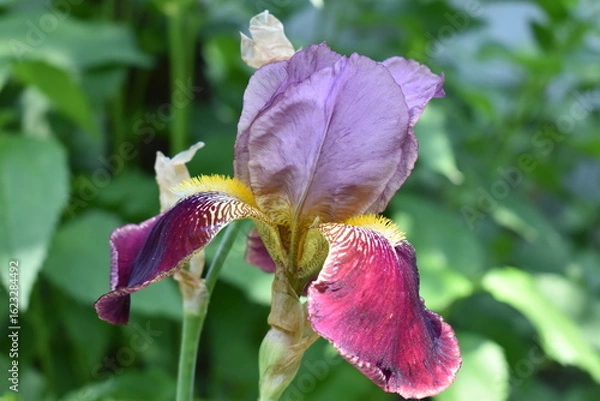 Obraz purple iris flower