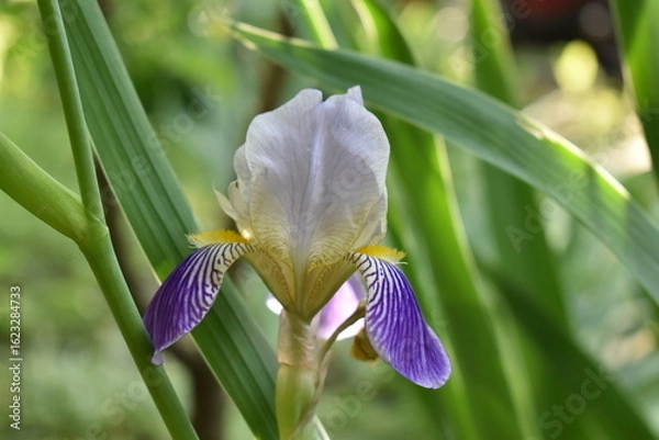 Obraz purple iris flower