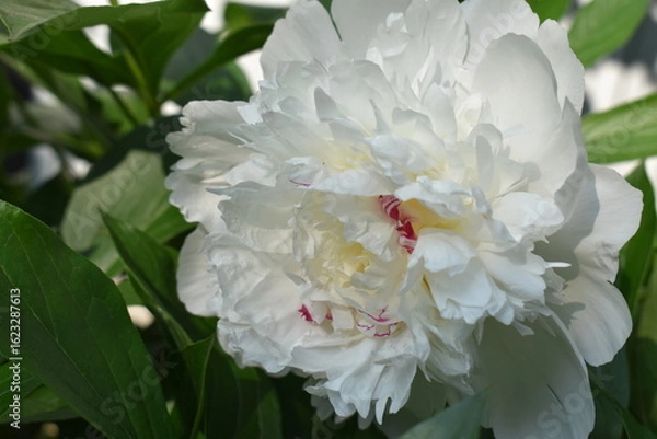 Obraz white peony flower