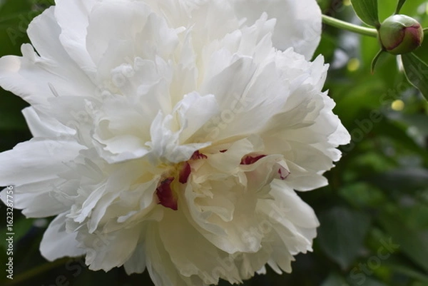 Obraz white peony flower